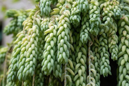 Foto de Burros Tail, una especie de Stonecrops, también conocida como Doneys Tail es una planta tipo suculenta que se planta típicamente en una maceta colgante o cesta. - Imagen libre de derechos