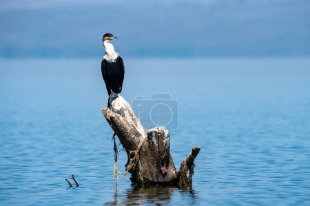 Gran ave cormorán posada sobre un tocón de árbol muerto en el lago Naivasha Kenia, África Oriental