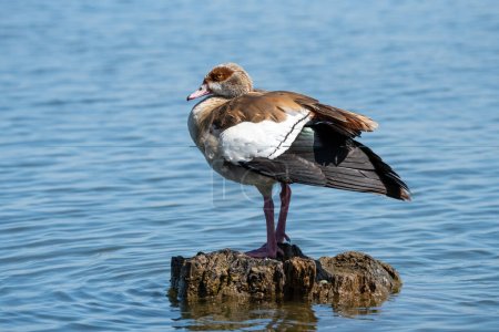 Egyptian Goose bird, a species of geese, sits perched on a dead tree stump in Lake Naivasha Kenya, Africa