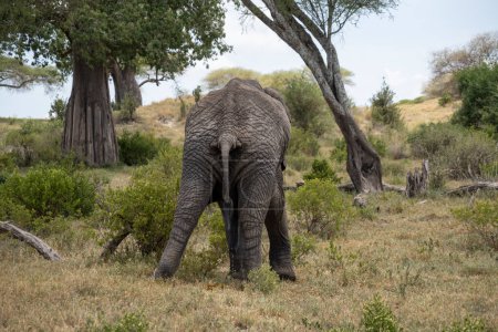 Foto de Elefante orinando y orina en la hierba, en la naturaleza, en el Parque Nacional Tarangire Tanzania - Imagen libre de derechos