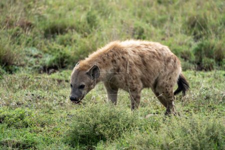 Hyäne leckt sich die Lippen, während sie durch die grasbewachsene Ebene des Serengeti-Nationalparks streift
