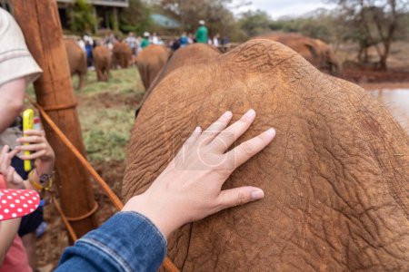 Photo for Nairobi, Kenya - March 17, 2023: Womens hand pets and feels a baby elephant at the Sheldrick Wildlife Trust for orphaned elephants - Royalty Free Image