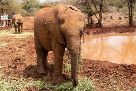 Photo for Nairobi, Kenya - March 17, 2023: Baby elephant eating grass at the Sheldrick Wildlife Trust for orphaned elephants - Royalty Free Image
