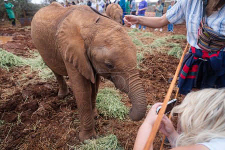 Photo for Nairobi, Kenya - March 17, 2023: Tourists pet and take photos of the baby elephants feed on grass at the Sheldrick Wildlife Trust that raises orphaned elephants - Royalty Free Image