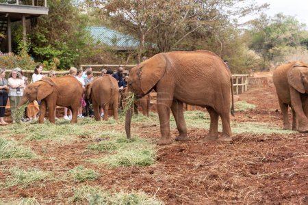 Photo for Nairobi, Kenya - March 17, 2023: Baby elephants feed on grass at the Sheldrick Wildlife Trust that raises orphaned elephants, as tourists take photos - Royalty Free Image