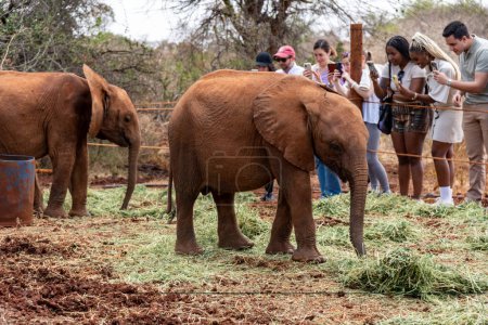 Photo for Nairobi, Kenya - March 17, 2023: Baby elephants feed on grass at the Sheldrick Wildlife Trust that raises orphaned elephants, as tourists take photos - Royalty Free Image