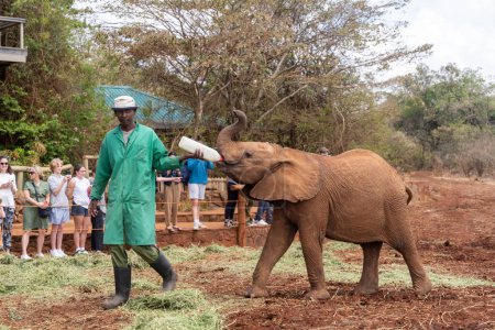 Photo for Nairobi, Kenya - March 17, 2023: Baby elephants gets fed a milk bottle at the Sheldrick Wildlife Trust that raises orphaned elephants - Royalty Free Image