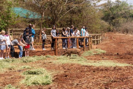Photo for Nairobi, Kenya - March 17, 2023: Tourists photograph a warthog while waiting for the elephants to appear for their daily feeding at the Sheldrick Wildlife Trust and Orphanage for baby elephants - Royalty Free Image