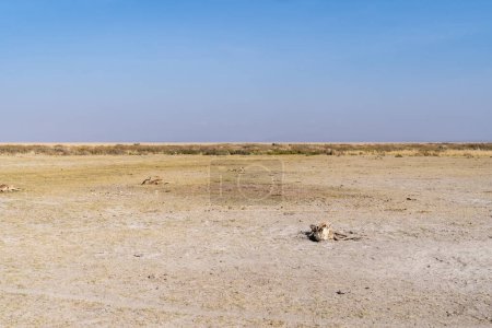 Téléchargez les photos : Restes de plusieurs bêtes sauvages dans le parc national d'Amboseli, frappé par la sécheresse Kenya - en image libre de droit