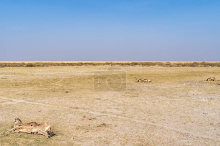 Téléchargez les photos : Restes de plusieurs bêtes sauvages dans le parc national d'Amboseli, frappé par la sécheresse Kenya - en image libre de droit