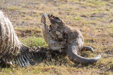 Téléchargez les photos : Restes d'animaux de gnous dans le parc national d'Amboseli touché par la sécheresse Kenya - en image libre de droit