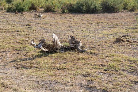 Téléchargez les photos : Restes d'animaux de gnous dans le parc national d'Amboseli touché par la sécheresse Kenya - en image libre de droit