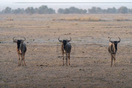 Téléchargez les photos : Trois gnous se tiennent parfaitement à l'unisson, regardant la caméra. Parc national d'Amboseli Kenya - en image libre de droit
