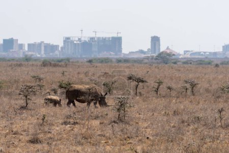 Rhinocerus and baby walk in the grassland of Nairobi National Park Kenya