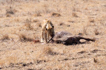 Photo for Lions eat a wildebeest they just killed in Nairobi National Park Kenya - Royalty Free Image