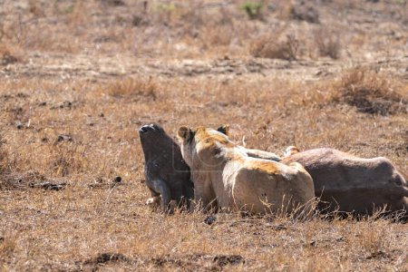 Photo for Lion eats a wildebeest it just killed in Nairobi National Park Kenya - Royalty Free Image