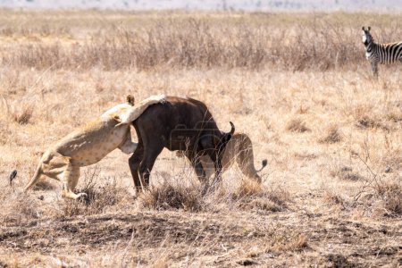 Photo for Two lions take down and kill a wildebeest in Nairobi National Park. A zebra looks on in the background - Royalty Free Image