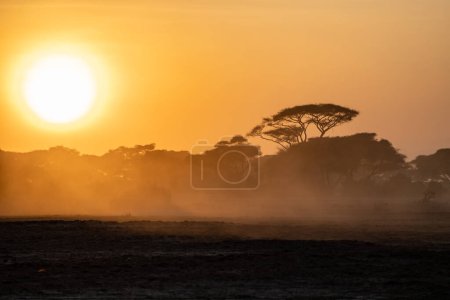 Silhouette view at sunset in Amboseli National Park with an iconic orange sky and acacia thorn umbrella tree. Lots of dust in the air