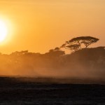 Silhouette view at sunset in Amboseli National Park with an iconic orange sky and acacia thorn umbrella tree. Lots of dust in the air