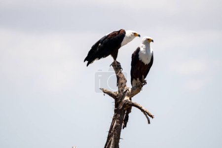Lake Naivasha - African Fish Eagles perched on a tree on Crescent Island. Kenya, East Africa