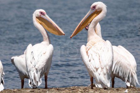 Two Great White Pelicans look at each other - Crescent Island - Lake Naivasha Kenya