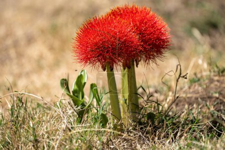Photo for Red African Blood lily flowers growing on Crescent Island - Lake Naivasha, Kenya - Royalty Free Image