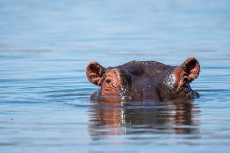 Lago Naivasha hipopótamo picos de sus ojos y oídos fuera del agua Kenia, África