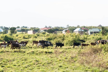 Téléchargez les photos : Diverses vaches, y compris des vaches ankoles à longues cornes, paissent et marchent dans un pâturage en Ouganda rural - en image libre de droit