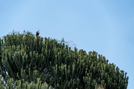 Foto de Candelabro (Euphoribia Ingens) con un águila africana encaramada en la parte superior, en busca de presas. Parque Nacional Reina Isabel, Uganda - Imagen libre de derechos