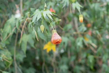 Foto de Redvein Abutilon flower, también conocida como Linterna china, una especie de Callianthe - Imagen libre de derechos