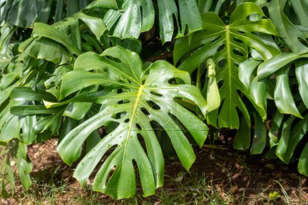 Photo for Beautiful tropical leaf, known as Swiss Cheese Plant - Royalty Free Image