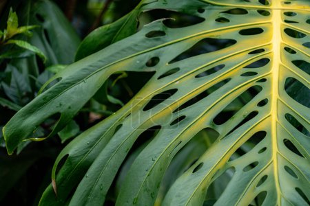 Photo for Beautiful tropical leaf, known as Swiss Cheese Plant, offset to the right, useful for backgrounds for exotic tropical climate settings - Royalty Free Image