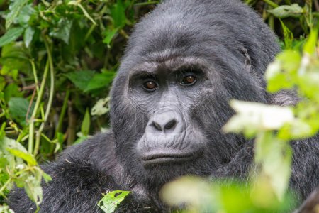 Téléchargez les photos : Gorille des montagnes dans le parc national de la forêt impénétrable de Bwindi Ouganda - en image libre de droit
