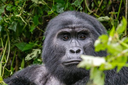 Foto de Gorila de montaña en lo profundo de la selva ugandesa - Parque Nacional Bosque Impenetrable Bwindi. Retrato - Imagen libre de derechos