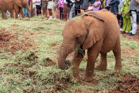 Photo for Nairobi, Kenya - March 17, 2023: Baby elephant feasts and eats grass and cabbage, as a crowd watches at the Sheldrick Orphanage - Royalty Free Image