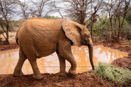 Photo for Baby elephant walks near a muddy watering hole source - Nairobi, Kenya - Royalty Free Image
