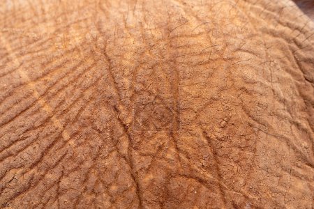 Photo for Close up of the texture of a baby elephant's skin - Royalty Free Image
