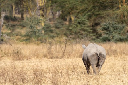 Foto de Rhinoceros walks in the grassland of Lake Nakuru National Park Kenya Africa, butt showing - Imagen libre de derechos