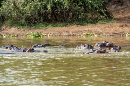 Familia de hipopótamos relajándose en el agua del Canal de Kazinga - Uganda