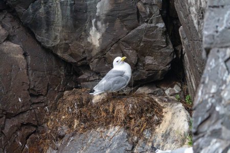 Téléchargez les photos : Kittiwake oiseau à pattes noires sur les falaises, en Islande - en image libre de droit