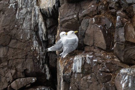 Téléchargez les photos : Kittiwake à pattes noires sur les falaises, en Islande. Deux oiseaux - en image libre de droit