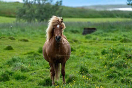 Icelandic horse, brown, in a meadow in Iceland