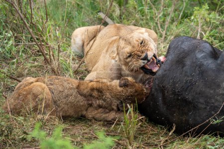 Warczące lwy jedzą i ucztują na martwym bawole pelerynowym, którego niedawno zabili. Rezerwat Masaai Mara w Kenii