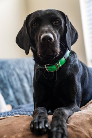 Photo for Black labrador dog sitting on a chair, looking serious - Royalty Free Image