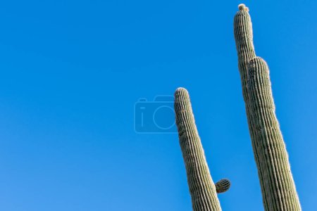 Téléchargez les photos : Cactus Saguaro contre un ciel bleu vif - en image libre de droit