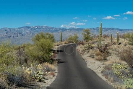 Téléchargez les photos : Route à travers le parc national de Saguaro Est - Tucson Arizona - en image libre de droit