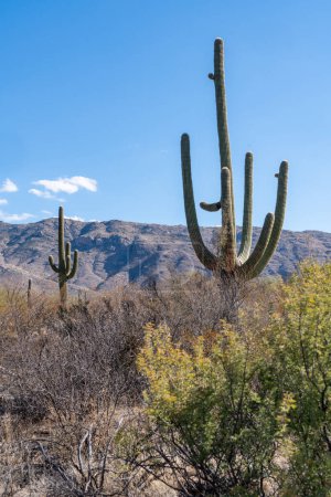 Téléchargez les photos : Cactus de Saguaro contre un ciel bleu vif - Desert Ecology Trail - Parc national du Saguaro - en image libre de droit