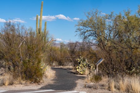 Téléchargez les photos : Cactus de Saguaro contre un ciel bleu vif - Desert Ecology Trail - Parc national du Saguaro - en image libre de droit