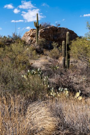 Téléchargez les photos : Sentier Javelina Rocks - Unité Est du parc national Saguaro - en image libre de droit
