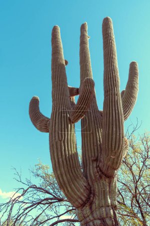 Téléchargez les photos : Parc national du Saguaro - grand cactus de saguaro avec armes - en image libre de droit